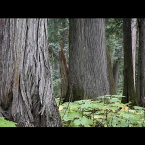 Eyes in the Forest: The Portraiture of Jim Lawrence - DVD now available!