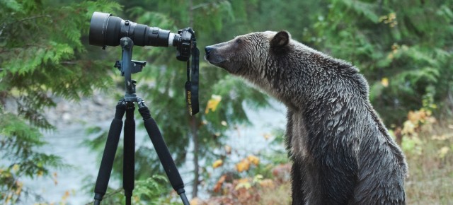 Stop the trophy hunt of grizzly bears petition launched by Kootenay artists
